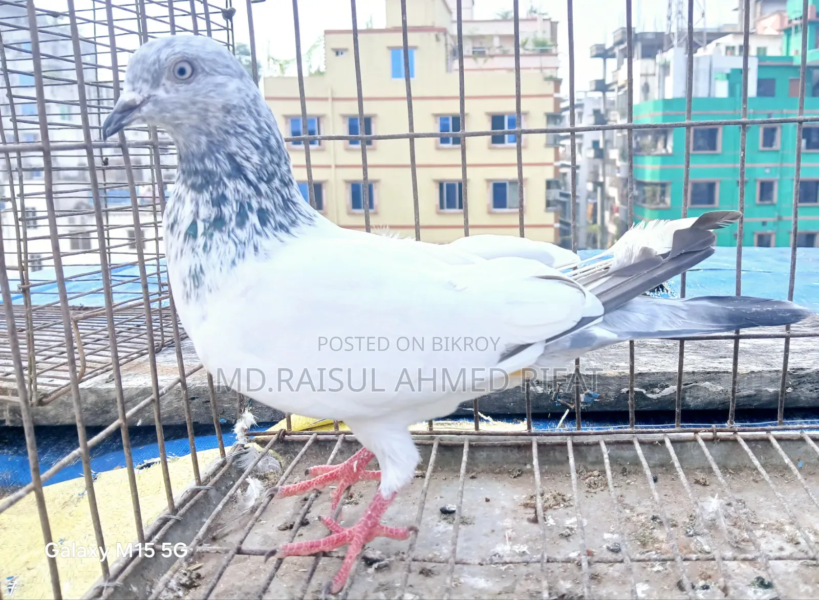 লটে কিছু কবুতর বিক্রি হবে