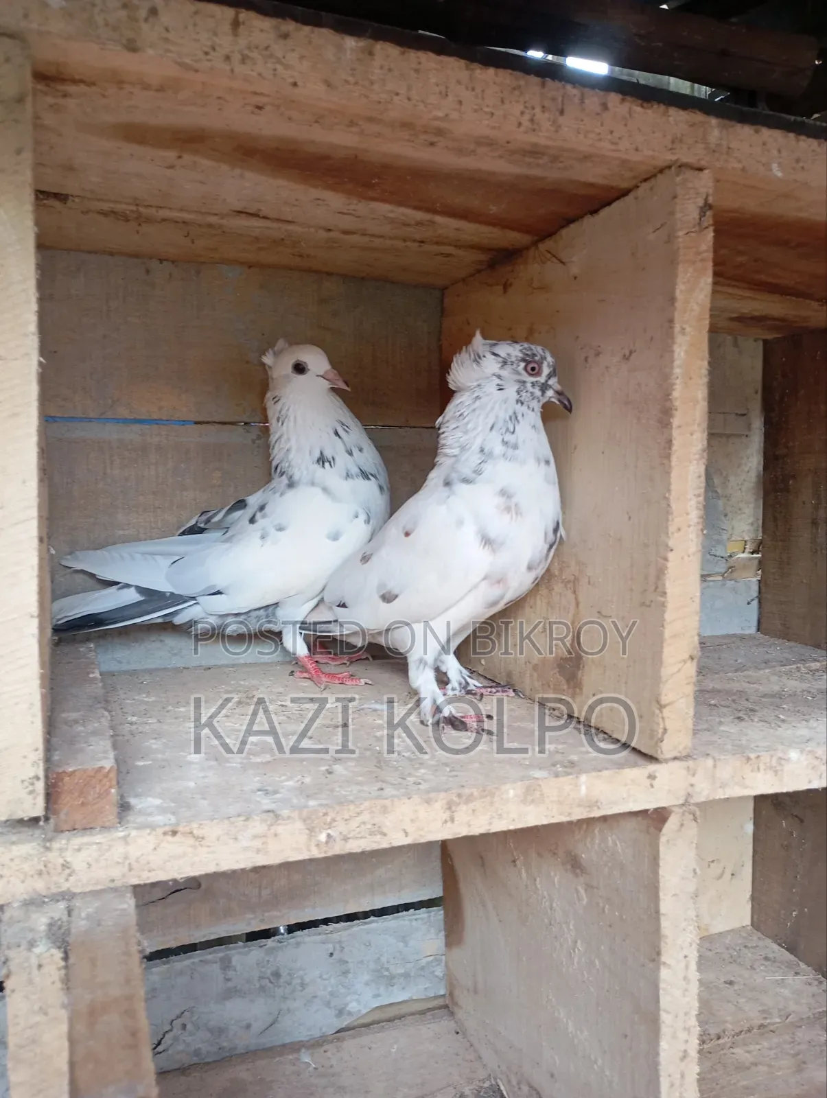 বিক্রি জন্য