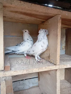 বিক্রি জন্য