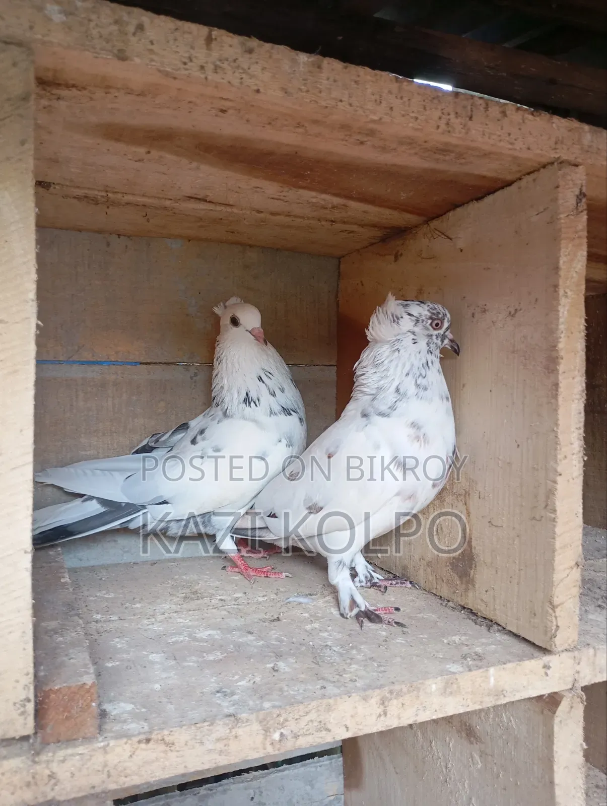 বিক্রি জন্য