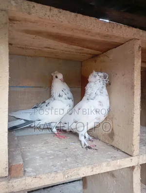 বিক্রি জন্য