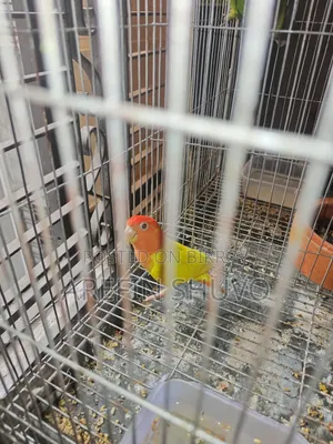 ১ পিস লাভবার্ড পাখি বিক্রি করা হবে