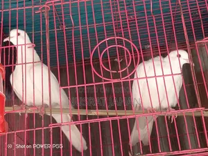 অ্যাস্টেলিয়া ঘুঘু