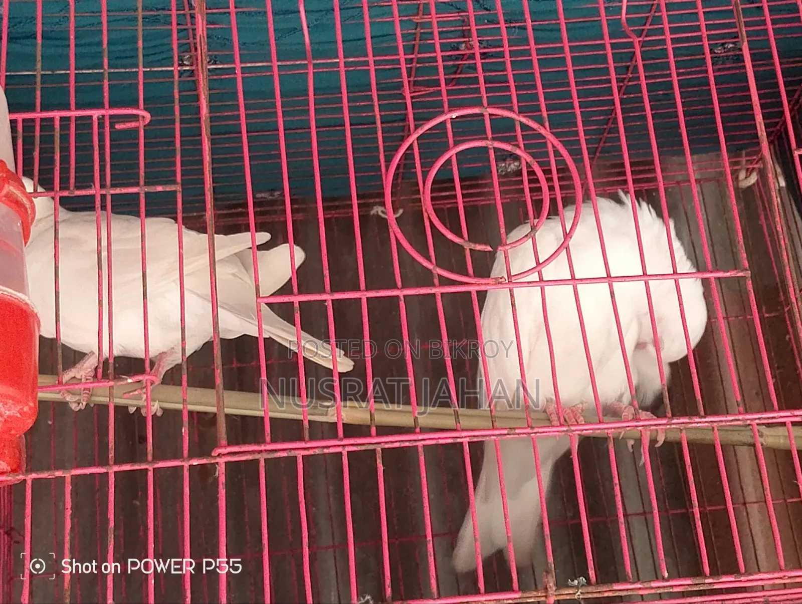 অ্যাস্টেলিয়া ঘুঘু