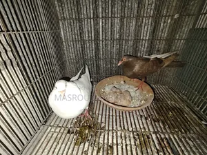 রানিং কবুতর