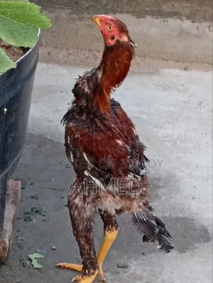 Aseel Rooster. 6 Months. 25 Height.