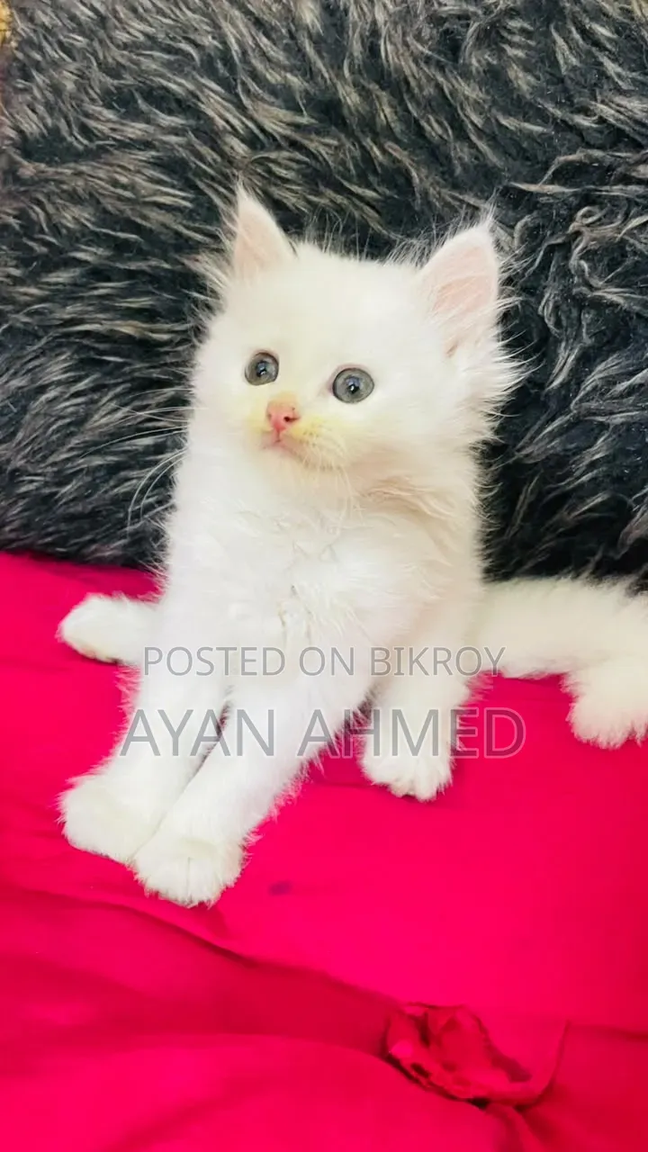 ০-১ মাস বয়সী পুরুষ খাঁটি পার্সিয়ান