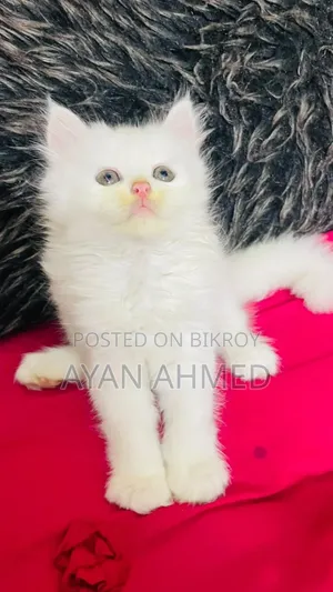 ০-১ মাস বয়সী পুরুষ খাঁটি পার্সিয়ান