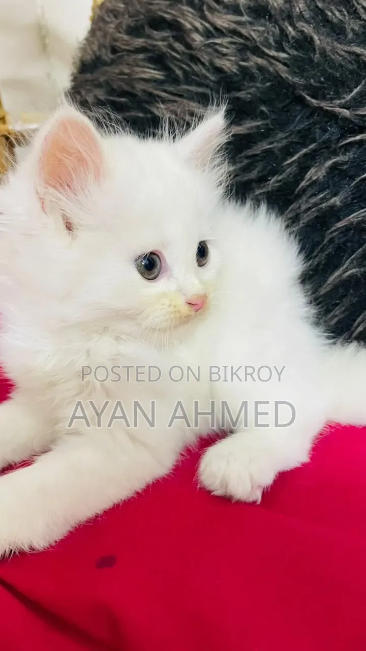 ০-১ মাস বয়সী পুরুষ খাঁটি পার্সিয়ান