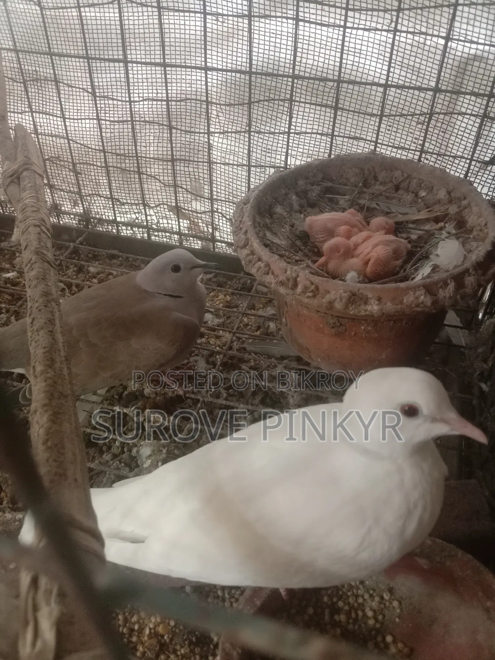 বাচ্চাসহ অস্ট্রেলিয়ান ঘুঘু