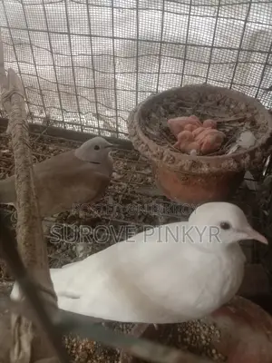 Australian Dove With Baby