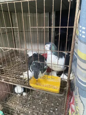 শিরাজি কবুতর