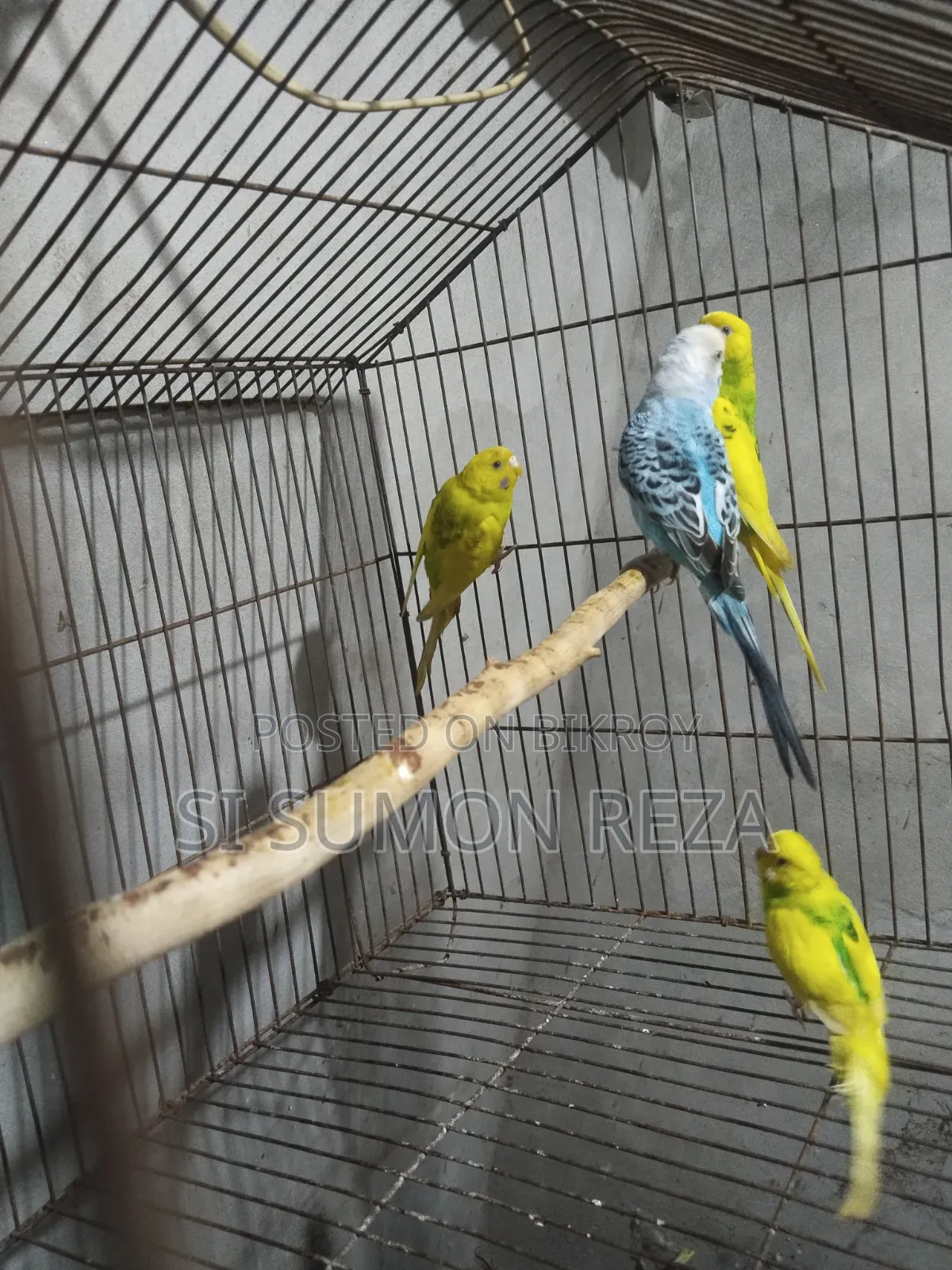 অ্যাডাল্ট বাজিগর পাখি বিক্রি করা হবে