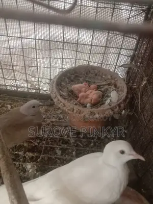 বাচ্চাসহ অস্ট্রেলিয়ান ঘুঘু