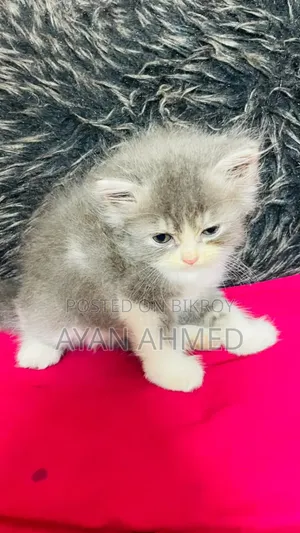 ০-১ মাস বয়সী পুরুষ খাঁটি পার্সিয়ান