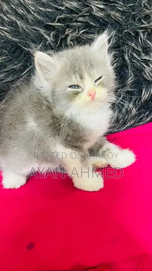 ০-১ মাস বয়সী পুরুষ খাঁটি পার্সিয়ান