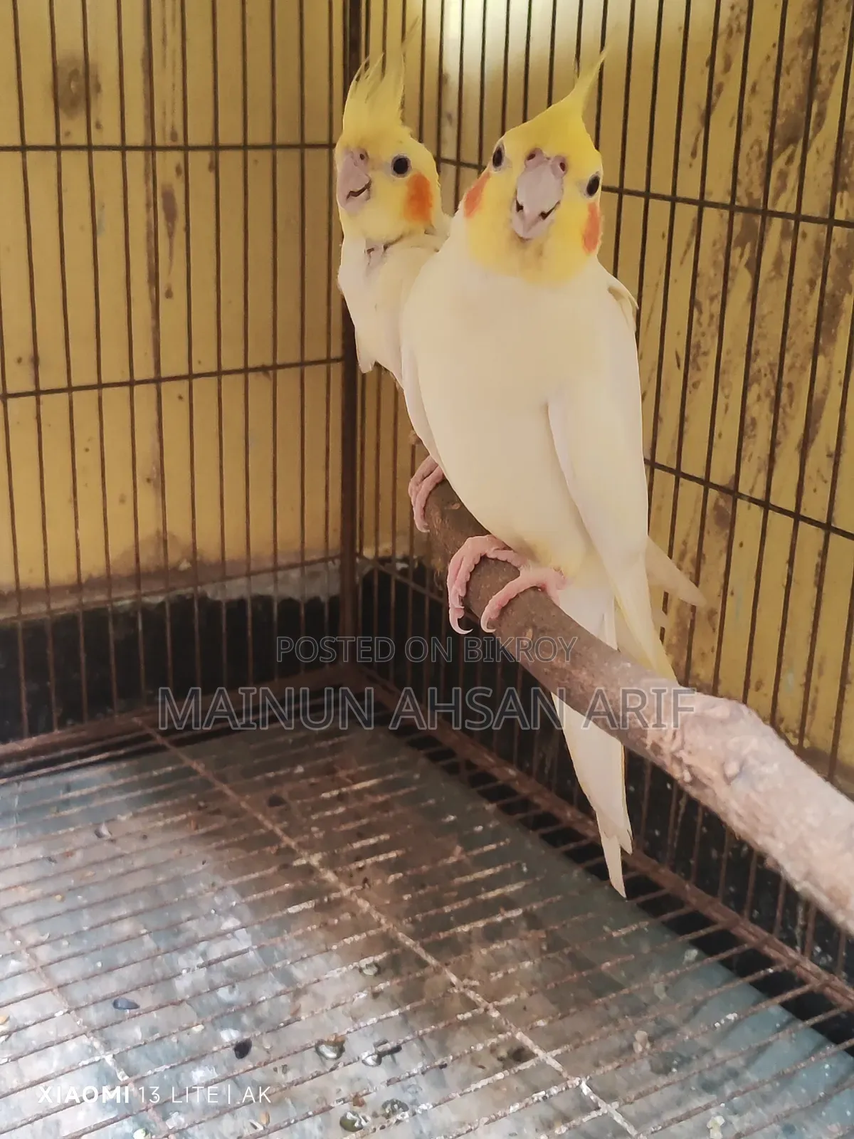 ককাটেল লুটিনো পার্ল ব্রিডিং পেয়ার
