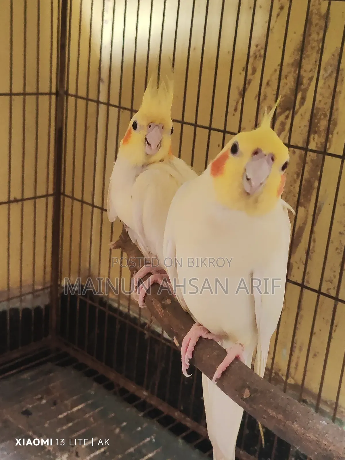 ককাটেল লুটিনো পার্ল ব্রিডিং পেয়ার