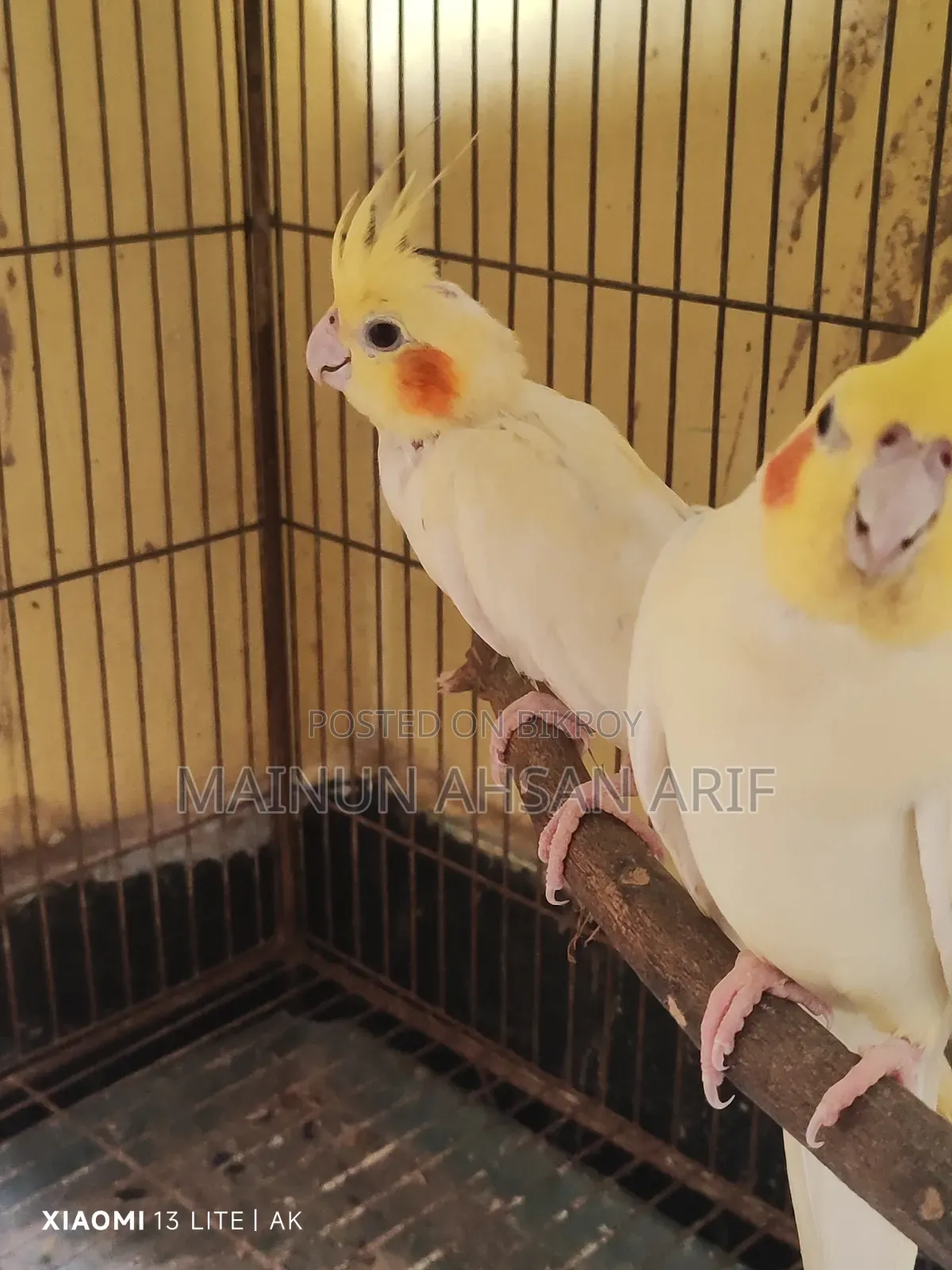 ককাটেল লুটিনো পার্ল ব্রিডিং পেয়ার