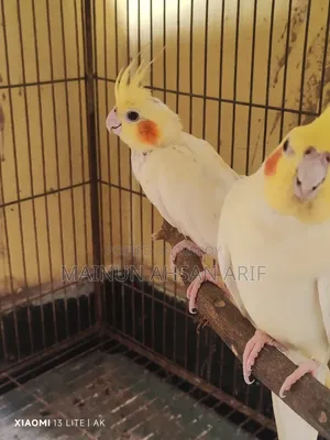 ককাটেল লুটিনো পার্ল ব্রিডিং পেয়ার