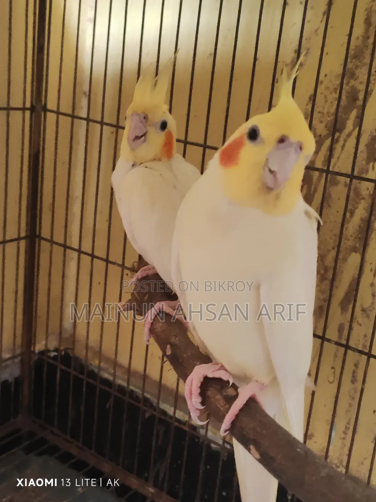 ককাটেল লুটিনো পার্ল ব্রিডিং পেয়ার