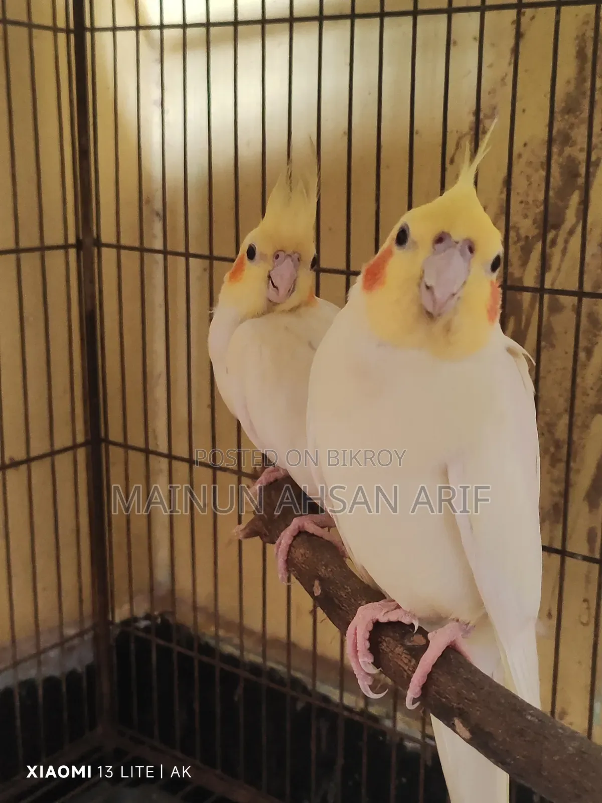 ককাটেল লুটিনো পার্ল ব্রিডিং পেয়ার