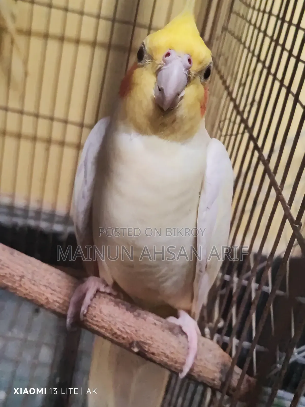 ককাটেল লুটিনো পার্ল ব্রিডিং পেয়ার