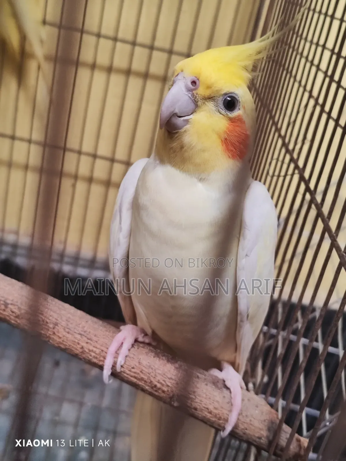 ককাটেল লুটিনো পার্ল ব্রিডিং পেয়ার