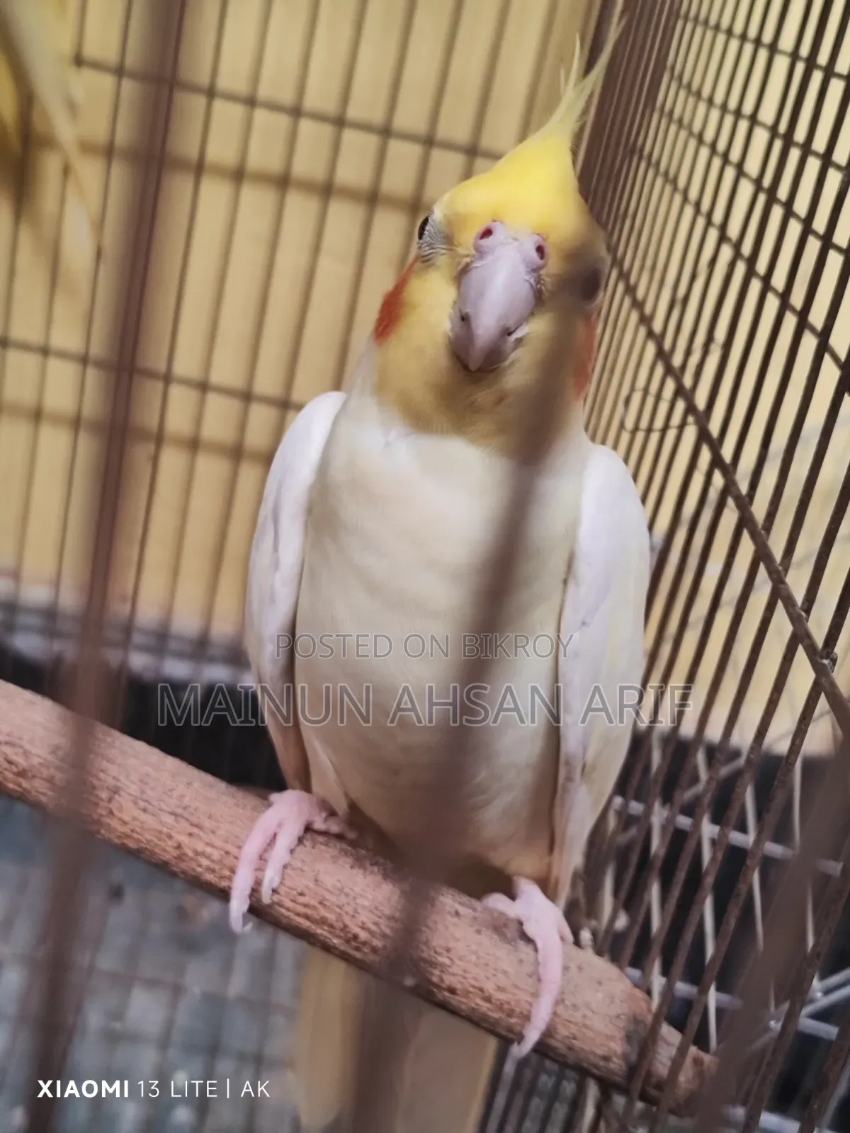 ককাটেল লুটিনো পার্ল ব্রিডিং পেয়ার