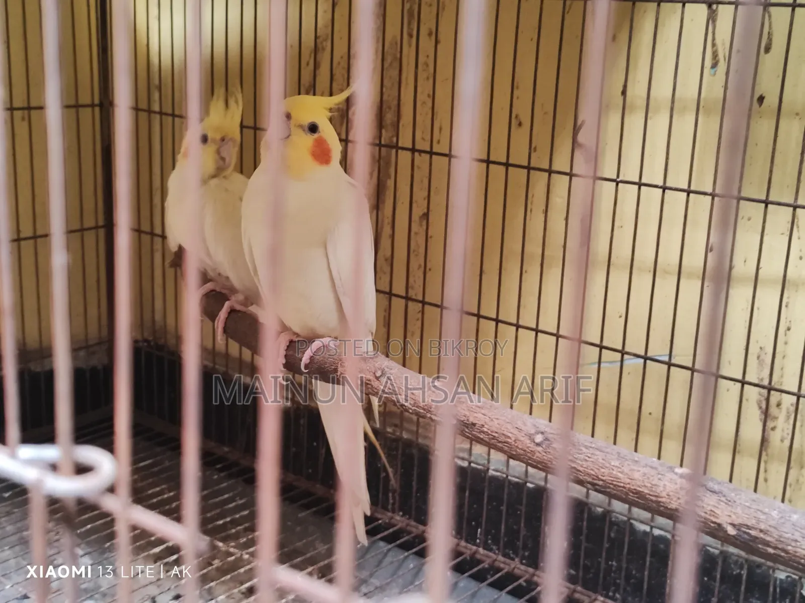 ককাটেল লুটিনো পার্ল ব্রিডিং পেয়ার