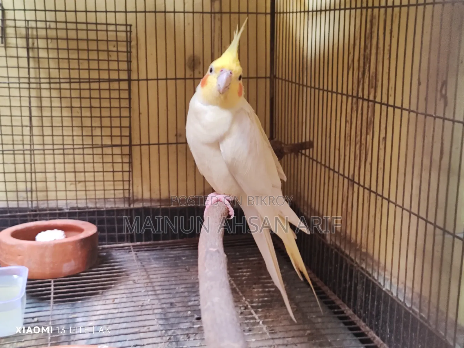 ককাটেল লুটিনো পার্ল ব্রিডিং পেয়ার