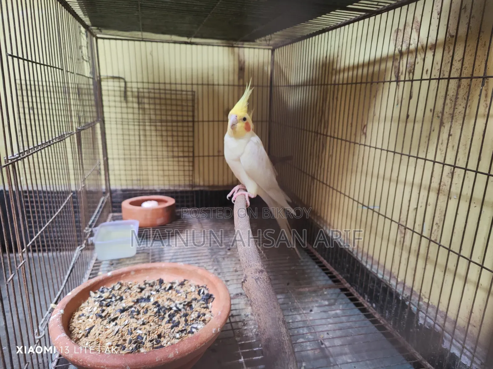 ককাটেল লুটিনো পার্ল ব্রিডিং পেয়ার