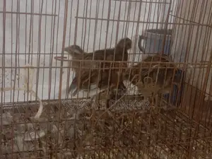 California Bob Quail