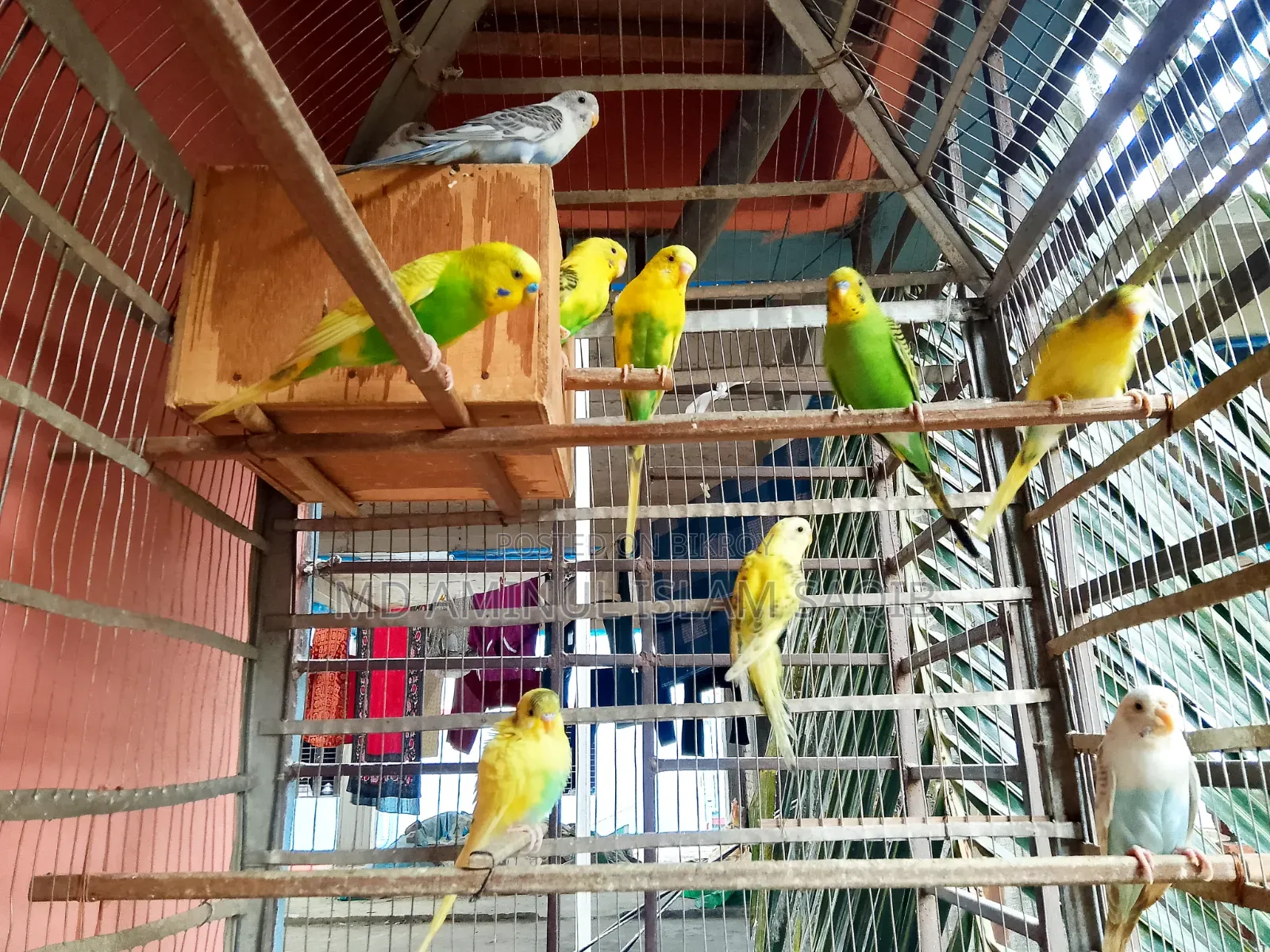 Budgerigar birds for sale!!
