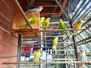 Budgerigar birds for sale!!