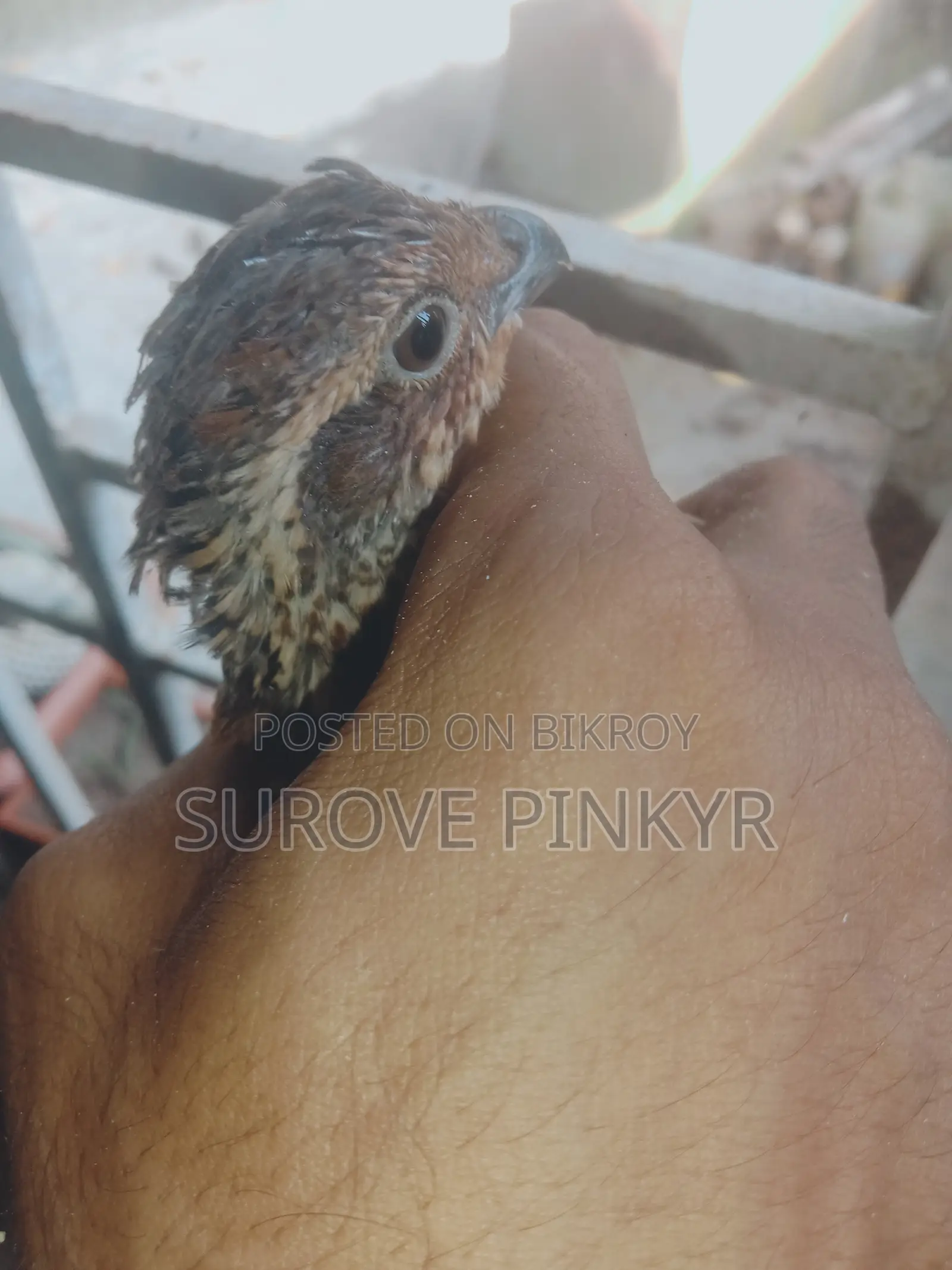 California Bob Quail