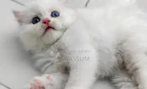 1-3 Months Female Purebred Persian Kitten