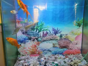 অ্যাকুরিয়াম বিক্রি হবে