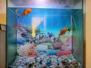অ্যাকুরিয়াম বিক্রি হবে