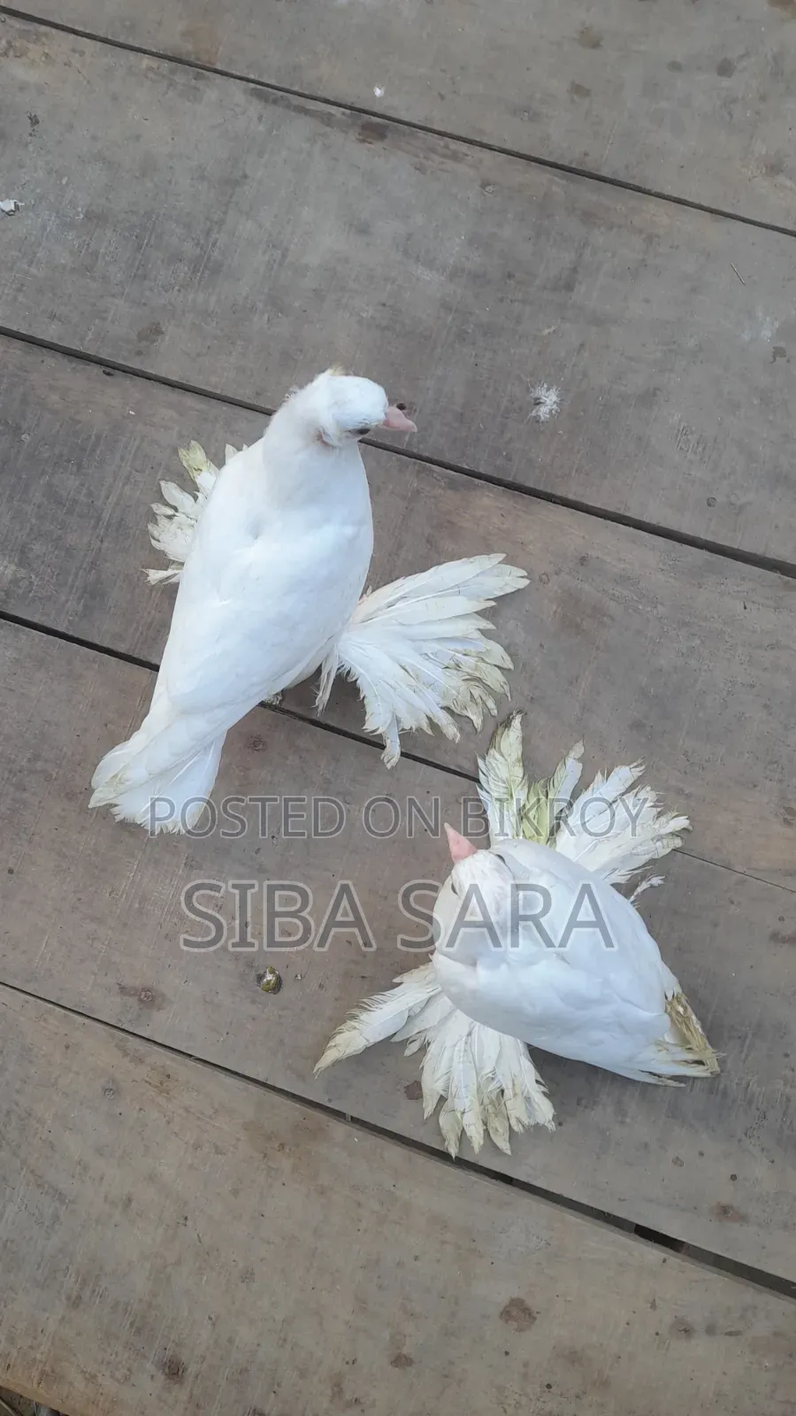 বেস্ট কোয়ালিটি ইন্ডিয়ান লোটন বেবি