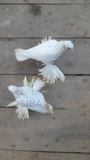 বেস্ট কোয়ালিটি ইন্ডিয়ান লোটন বেবি
