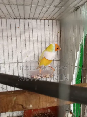 Male Golden Finch for Sale
