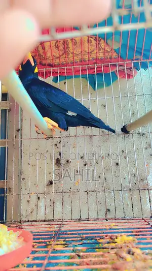 কথা বলা ময়না