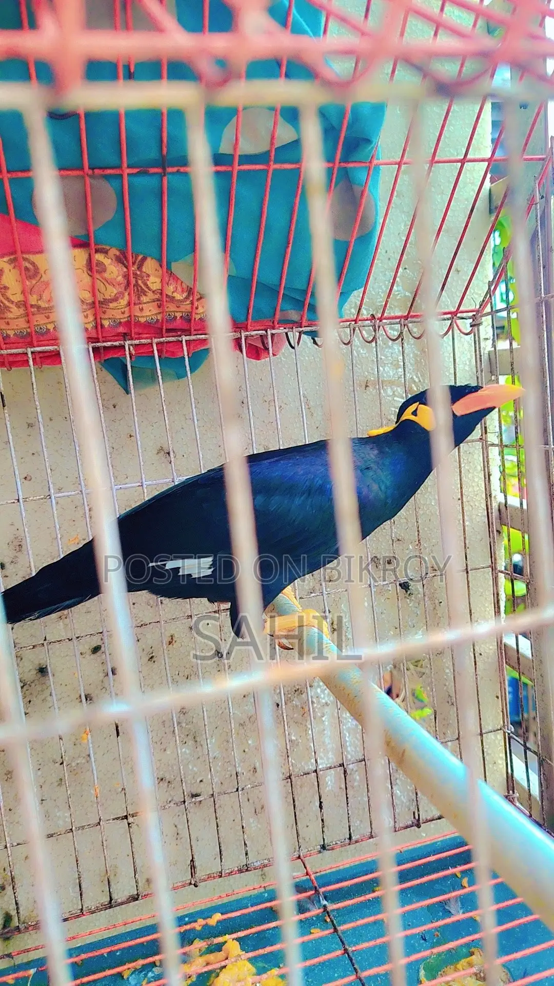 কথা বলা ময়না