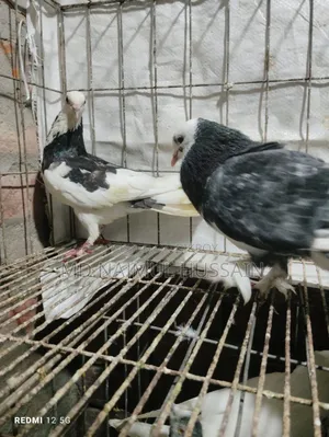 রাজগোলা কবুতর