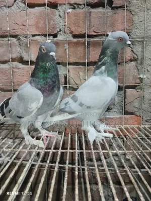 রাজগোলা কবুতর