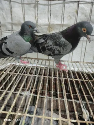 রাজগোলা কবুতর