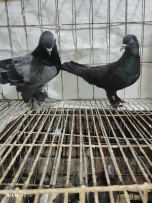 রাজগোলা কবুতর