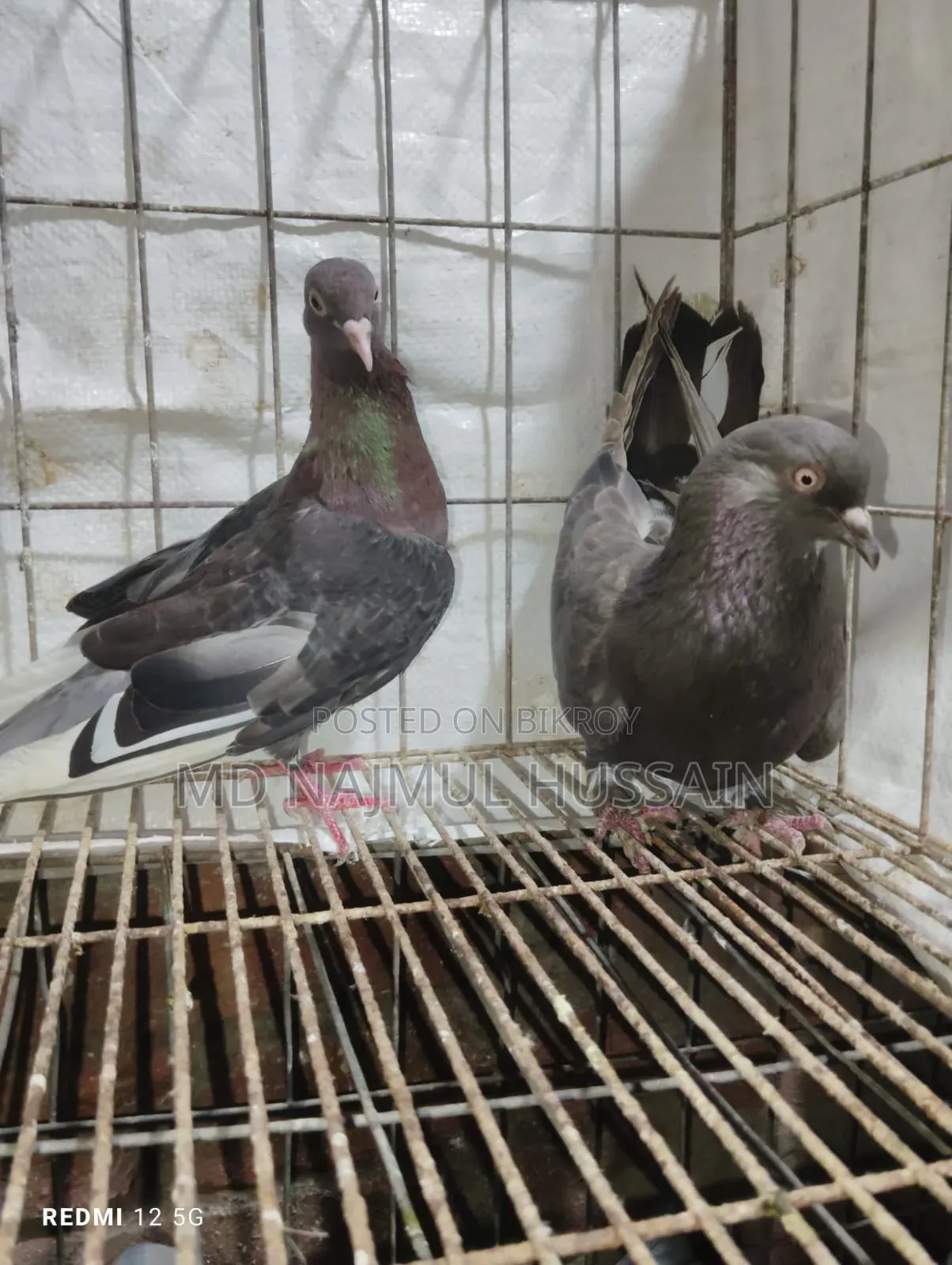 রাজগোলা কবুতর