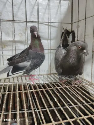 রাজগোলা কবুতর